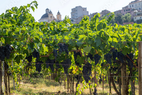 Slika na platnu Grapes in Ariccia vineyard, Castelli Romani, Italy