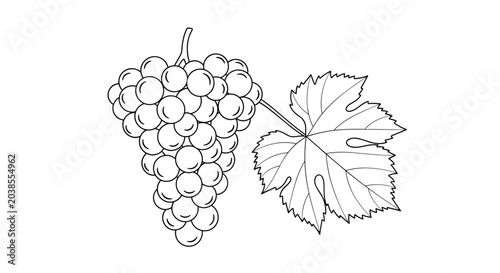 Detailed black and white line art sketch shows a large bunch of ripe grapes attached to a stem with a single vine leaf.