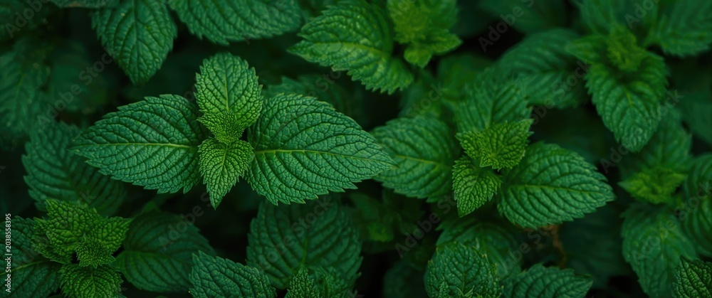 Fototapeta premium Extreme close up of common nettle leaves displaying fine texture and structure