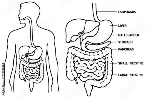 Human digestive system anatomy diagram with labeled organs Vector