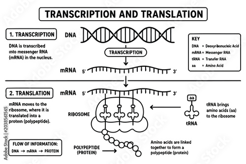 Fotografie Dna transcription and translation biology process diagram Vector