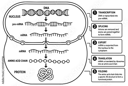 Foto Dna transcription and protein synthesis biology diagram Vector