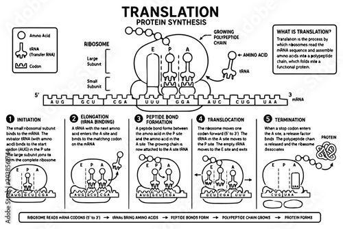 Schilderij op canvas Educational diagram showing the process of protein synthesis Vector
