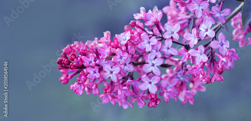 lilac flower isolated on gray background