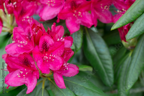Close-up of beautiful red Azaleas flowers in springtime.