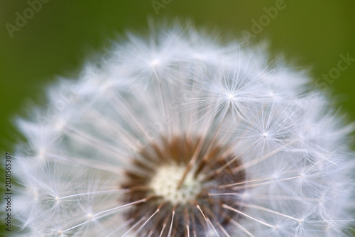 Dandelion flower close up with a green background.