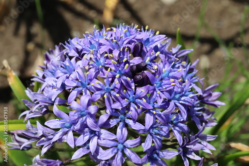 日本の春の公園に咲く紫色のオオツルボの花