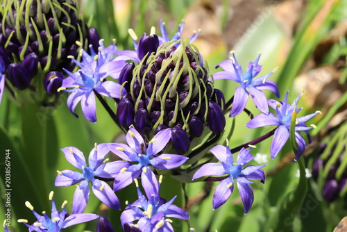 日本の春の公園に咲く紫色のオオツルボの花