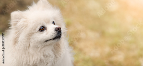Foto White Pomeranian Spitz looking up with curious and attentive expression, fluffy small dog close-up portrait outdoors with warm golden bokeh background