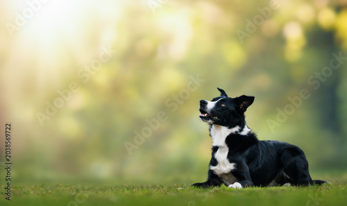 Φωτογραφία Black and white border collie lying on green grass looking upward on blurred sunny park background with soft bokeh and copy space