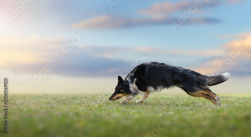 Tableau sur toile Black and tan border collie running low across green grass field under dramatic cloudy sky with motion blur and warm sunlight