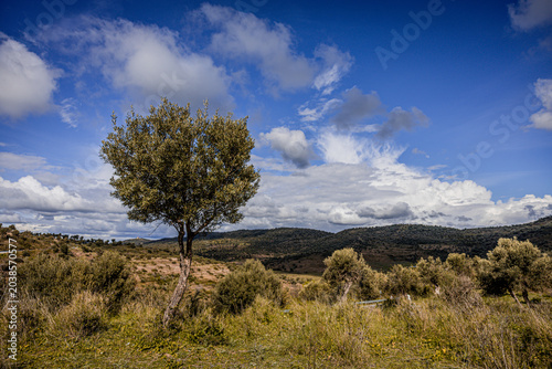 Bild auf Leinwand Lone Tree in Landscape