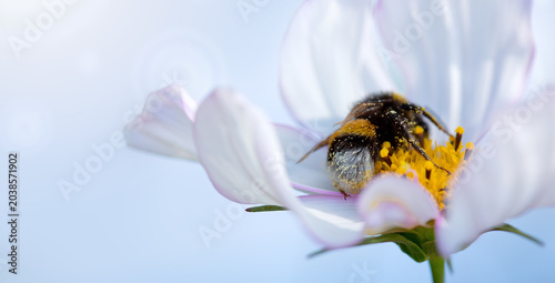 Close up of a bee on white cosmos flower.