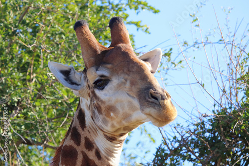 Photography Giraffe / Giraffe / Giraffa camelopardalis