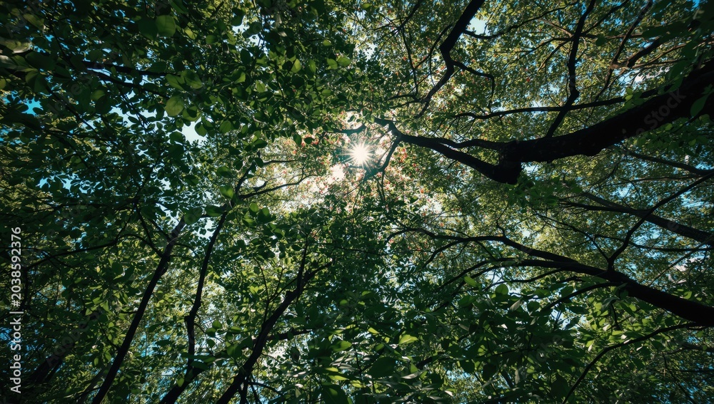 Fototapeta premium Colorful forest canopy with sunlight piercing the green leaves from below