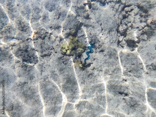 underwater natural background. sun glare on clear clean water. seabed as a natural background. the slightly open valves of the blue-colored mollusk are visible