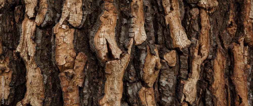 Naklejka premium Detailed natural bark surface texture perfect for artistic background use