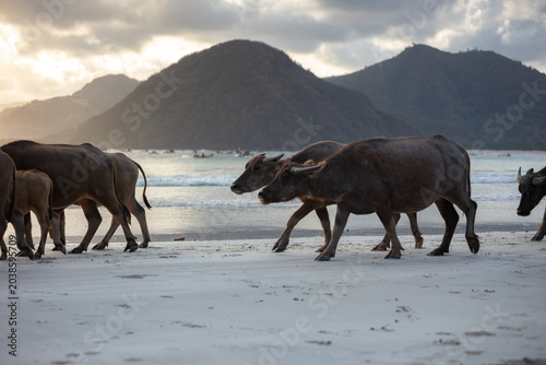 Fotografie Herd of buffalo crossing Selong Belanak Beach, a daily occurrence as they return from grazing in the fields, Lombok, Indonesia, Southeast Asia