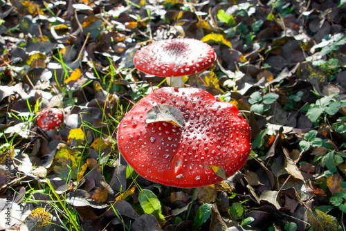 Zwei rote Fliegenpilze im Wald