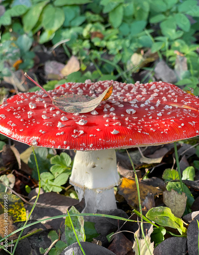 Roter Fliegenpilz mit Blatt