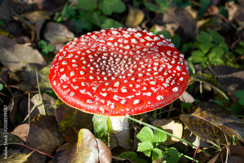 Roter Fliegenpilz im Wald