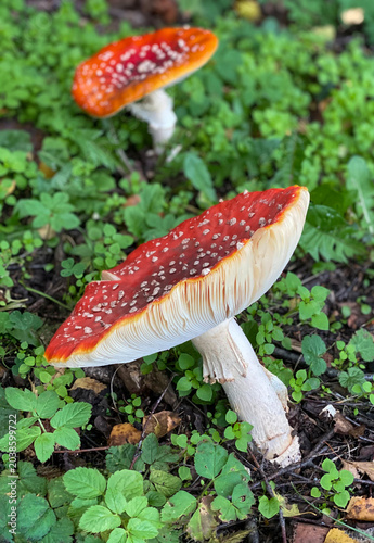 Roter Fliegenpilz im Wald