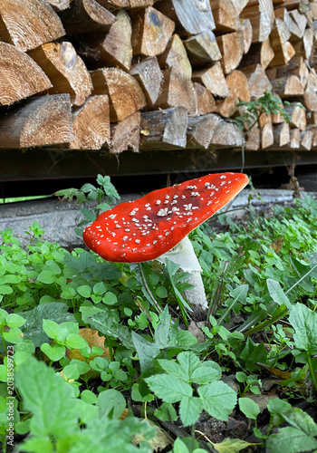 Roter Fliegenpilz