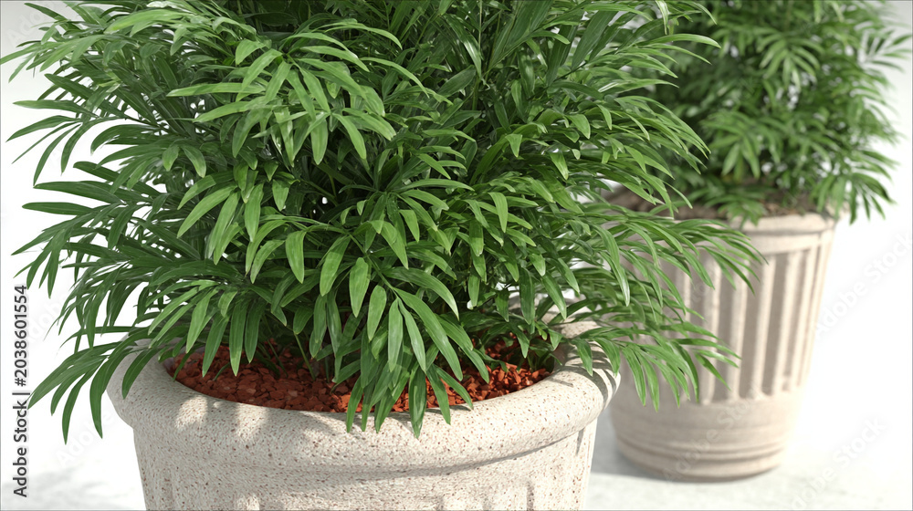 Fototapeta premium Green potted ornamental plant with fern-like foliage in decorative stone container
