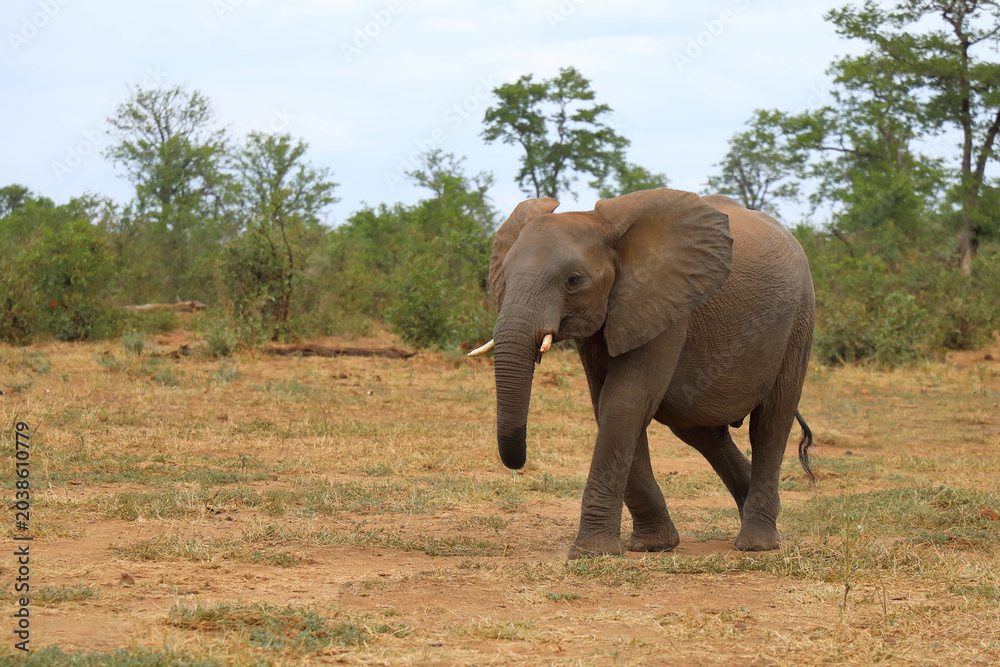 Fototapeta premium Afrikanischer Elefant / African elephant / Loxodonta africana