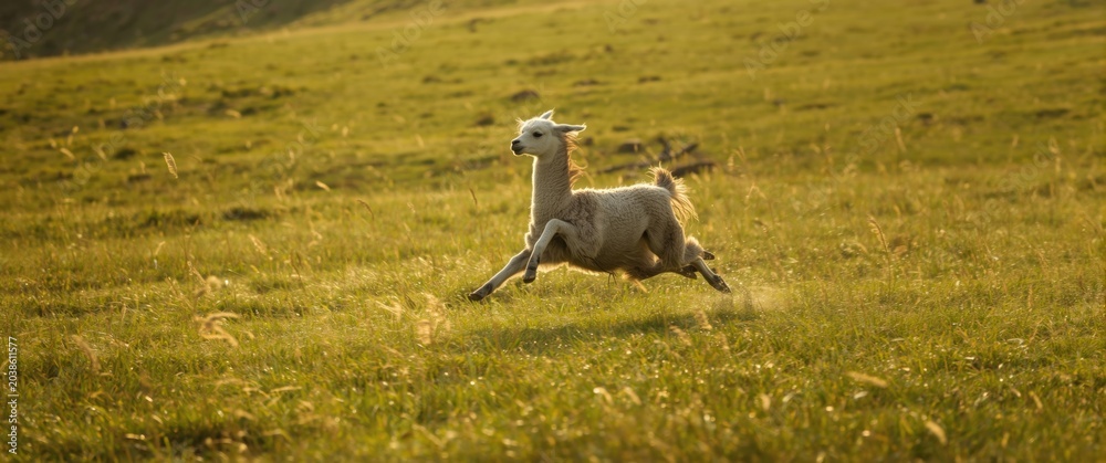 Fototapeta premium Energetic alpaca leaping in a windy green pasture