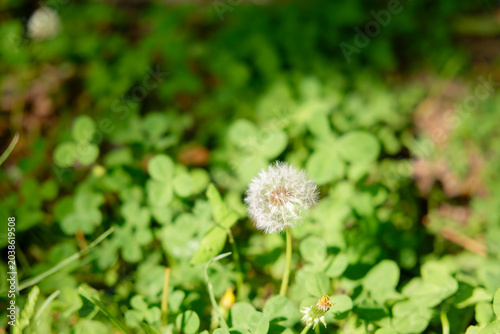 Close-Up of Fluffy Dandelion Seed Head in Green Grass
