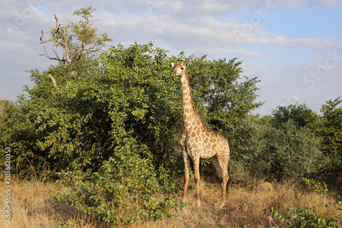 Φωτογραφία Giraffe / Giraffe / Giraffa camelopardalis