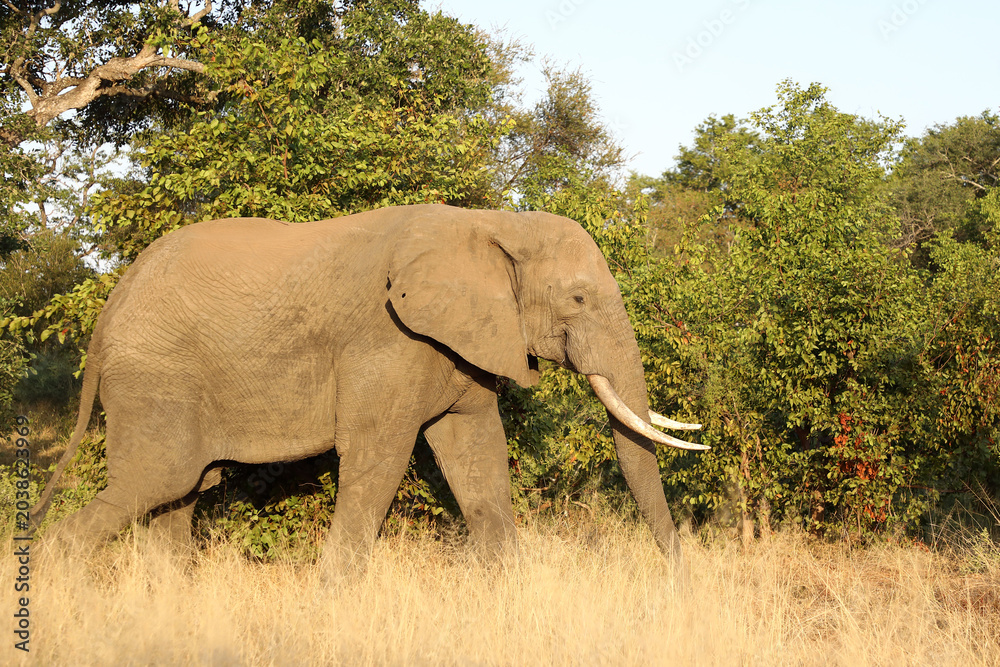 Fototapeta premium Afrikanischer Elefant / African elephant / Loxodonta africana