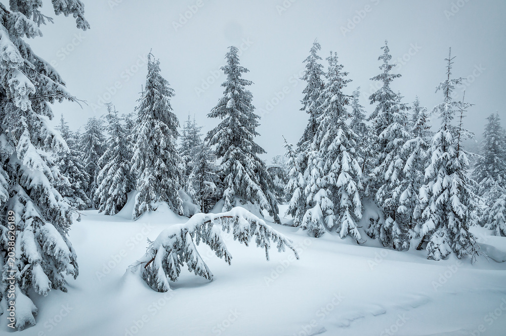 Obraz premium Winter landscape, snow covered fir trees in foggy day in mountains