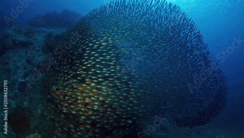 Full view of underwater scrad jamb with surrounding school of fish