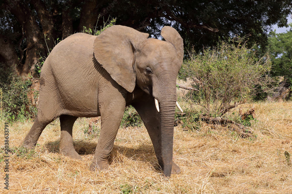 Fototapeta premium Afrikanischer Elefant / African elephant / Loxodonta africana