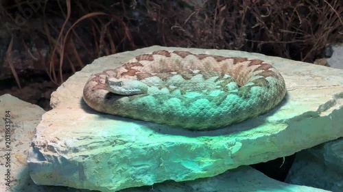 Horned viper at the zoo