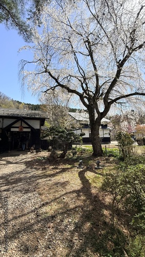 Traditional Japanese architecture with full bloom pink shidarezakura in historic Kakunodate, Akita.