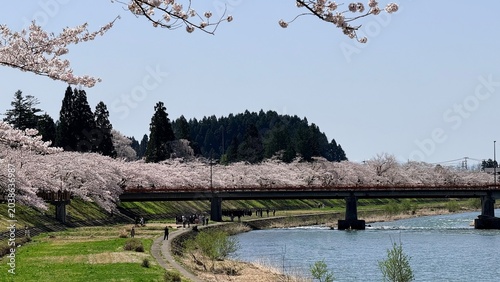 Scenic landscape of cherry blossom trees lining the river bank in historic Kakunodate, Akita.