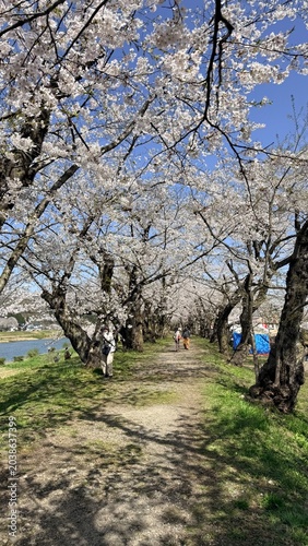 Spectacular cherry blossom tunnel in full bloom along the riverbank in Kakunodate, Japan.