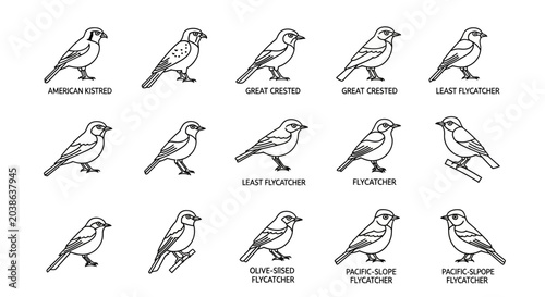 Line art bird illustrations representing various species in black and white