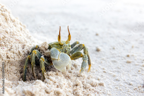 Photography Green Horned ghost crab or horn-eyed ghost crab sits on white coastal sand of Praslin island, Seychelles
