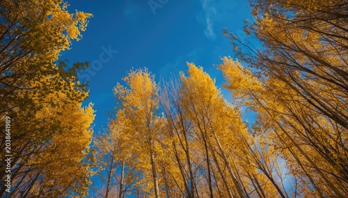 Golden aspen trees rising t...