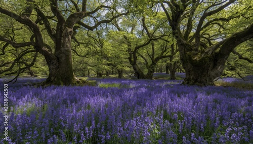 Dense woodland scene with v...