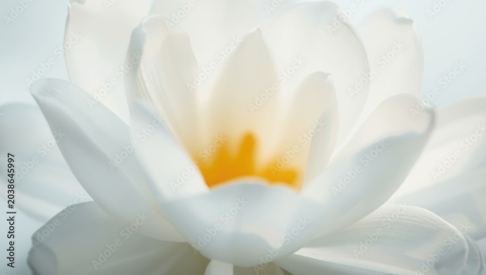Fototapeta premium Close up view of a white flower focusing on its glowing yellow center
