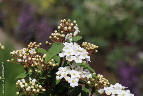 日本の春の公園に咲く白い小さなシモツケの花