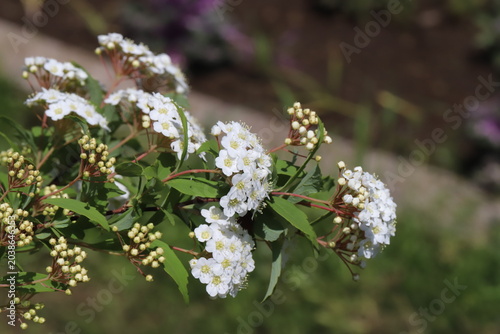 日本の春の公園に咲く白い小さなシモツケの花