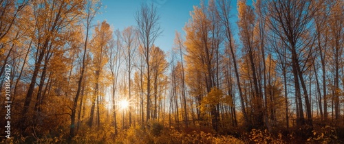 Deciduous larch stands with...
