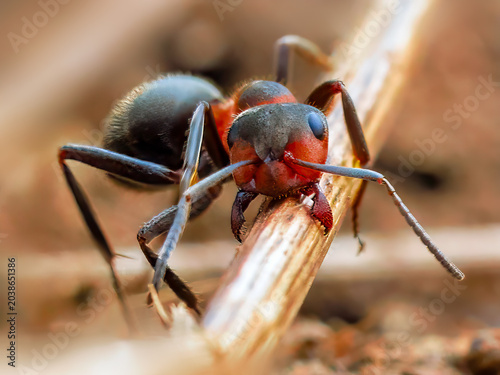 Extreme macro of red wood ant Formica rufa on forest debris