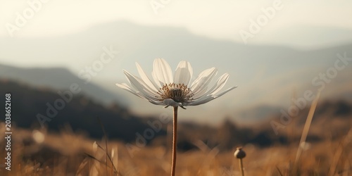 Elegant rare flower in shar...